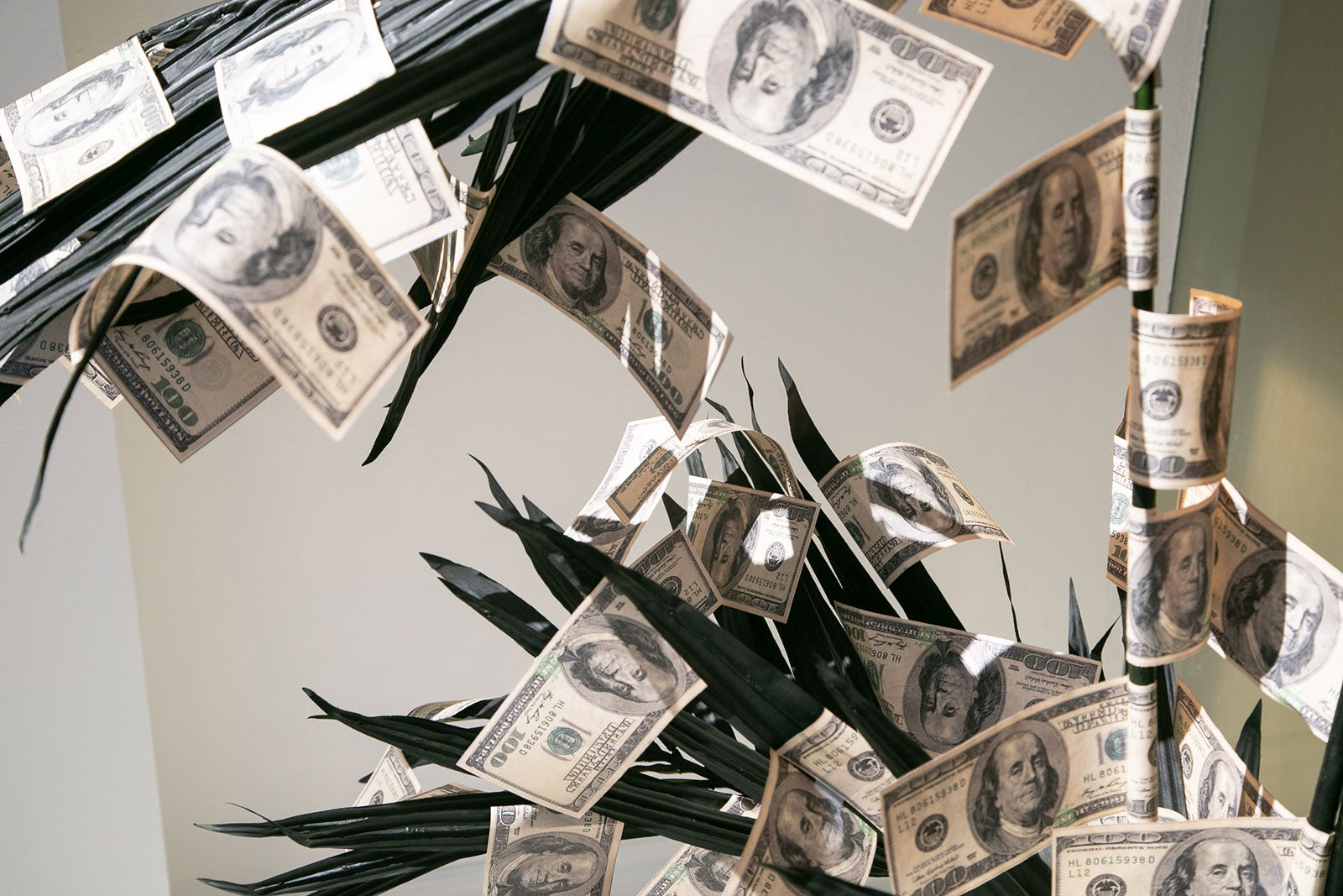 black money tree window display